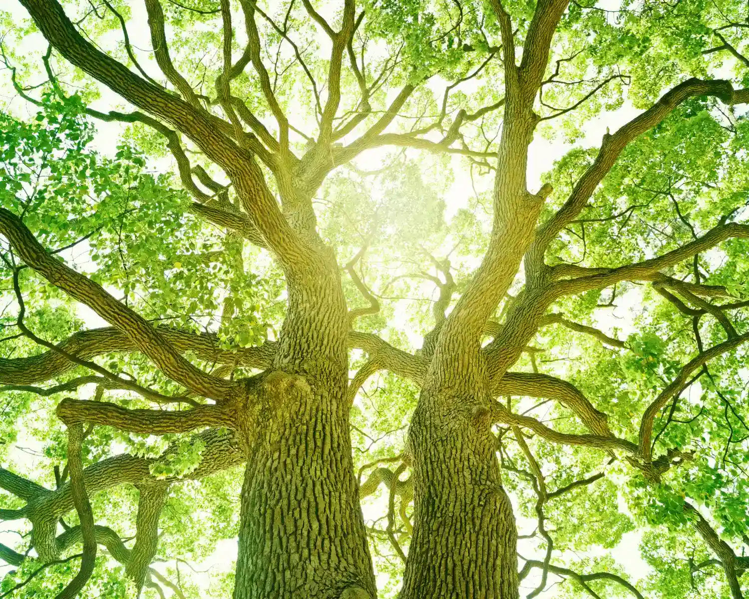 Arbre en ramification comme l'arborescence de l'esprit humain